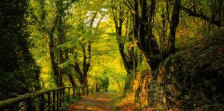 Καθυστερεί η μελέτη δασικών εκτάσεων στην Κόνιτσα