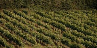 Όλα μπορούν να είναι χρήσιμα, ακόμα και η οινολάσπη!